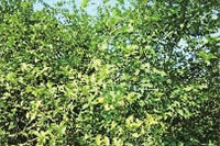 J9集团直营,油茶种植出产加工销售,植物油种植出产加工销售