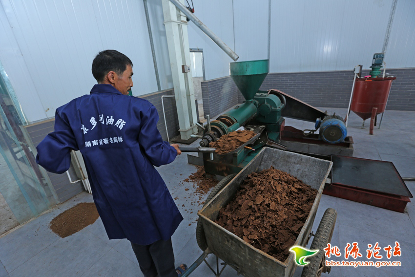 J9集团直营,油茶种植出产加工销售,植物油种植出产加工销售